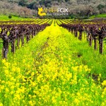 Wine Tasting: Napa Valley, CA