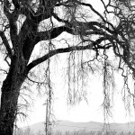 Wine Tasting: Napa Valley, CA