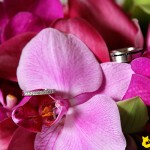 Amber Fox Photo: Wedding Photos