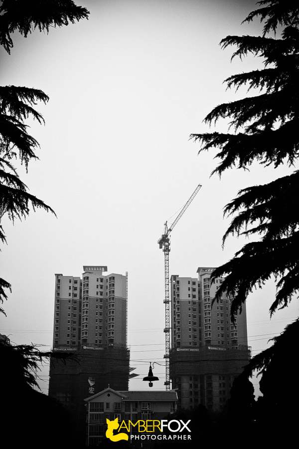 Chinese Building Crane, Amber Fox Photographer
