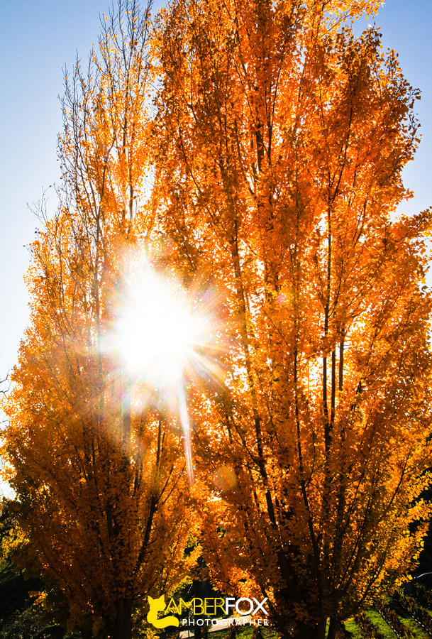 Paso Robles in the fall, Amber Fox Photographer