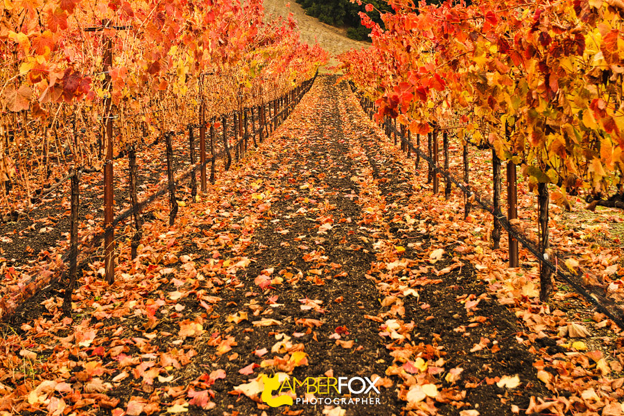 Paso Robles in the fall, Amber Fox Photographer